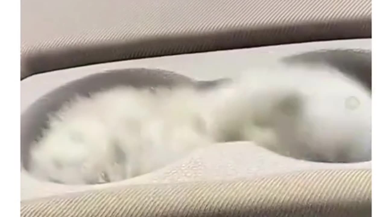 Funny cats video,funny video