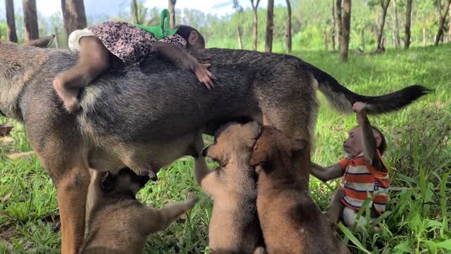 Baby monkey adopts dog as mother