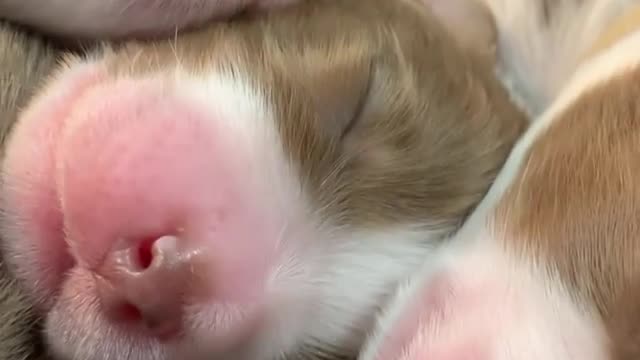 “🎶How sweet it is.... ! Cute puppies with pink nose