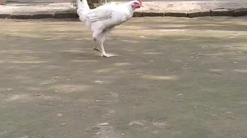Dance boiler hen