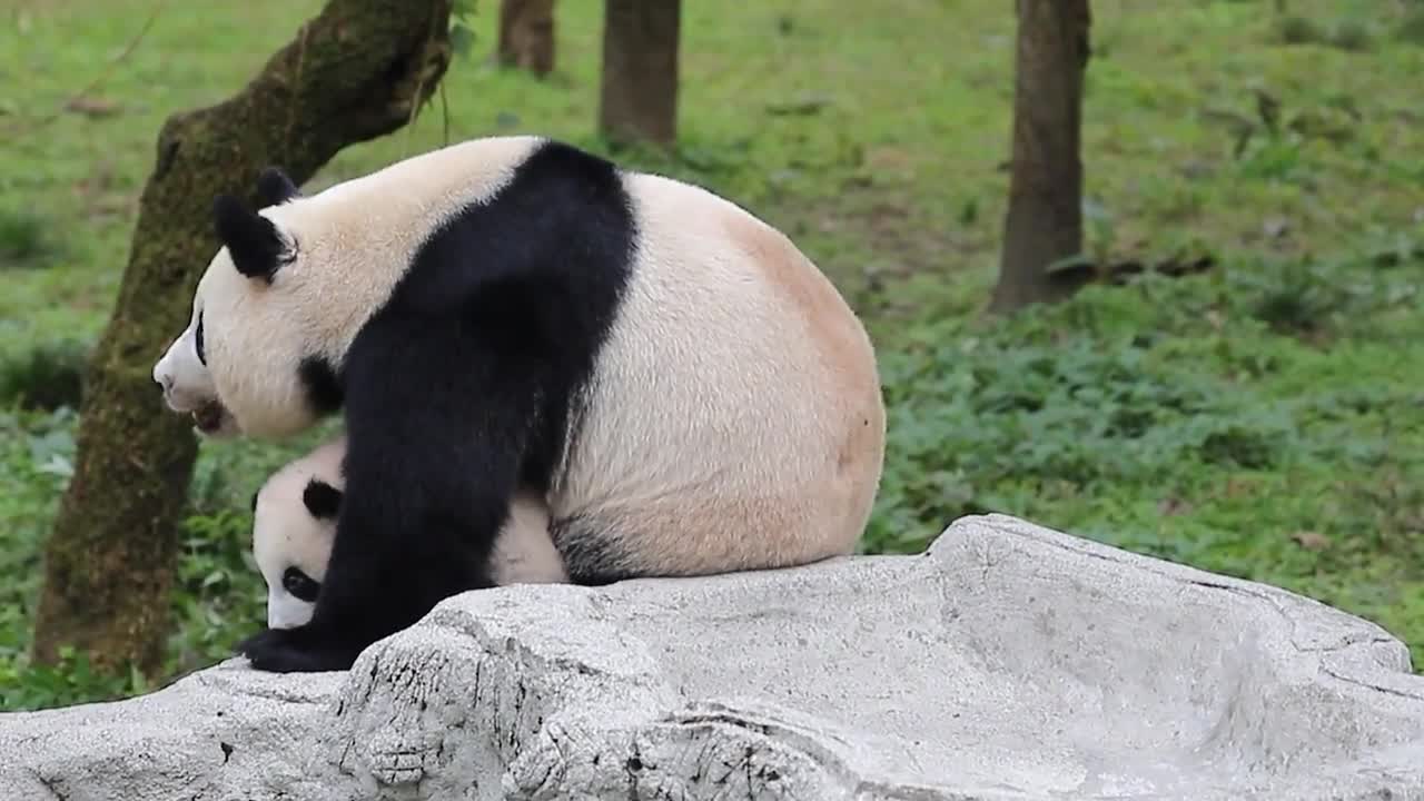 mother panda with baby