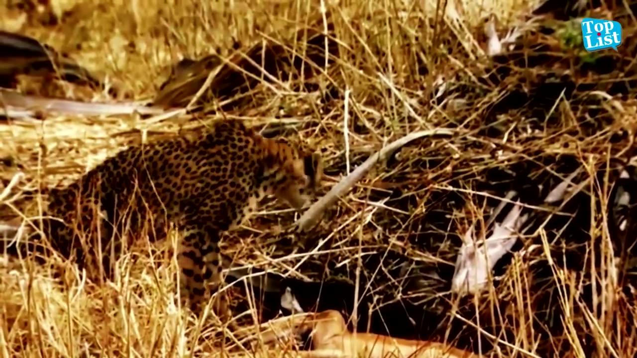 Hero Baboons Save Impala From Cheetah