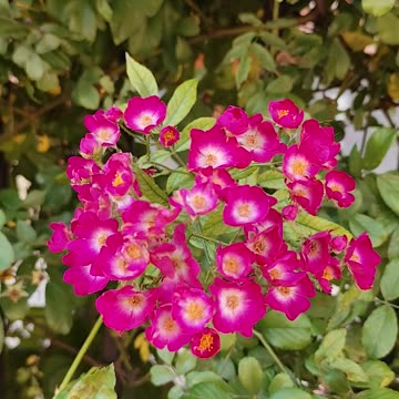 Bumble bee and mini roses