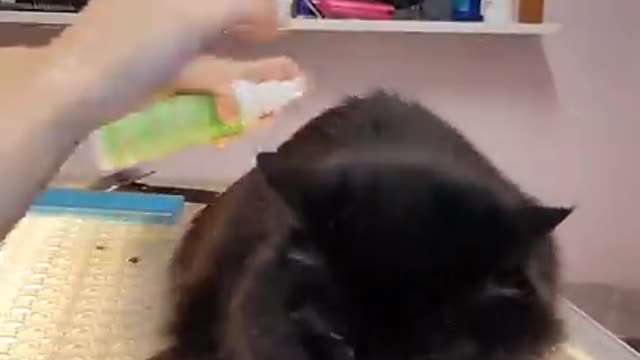 Treating this cat with its first grooming experience