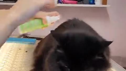 Treating this cat with its first grooming experience