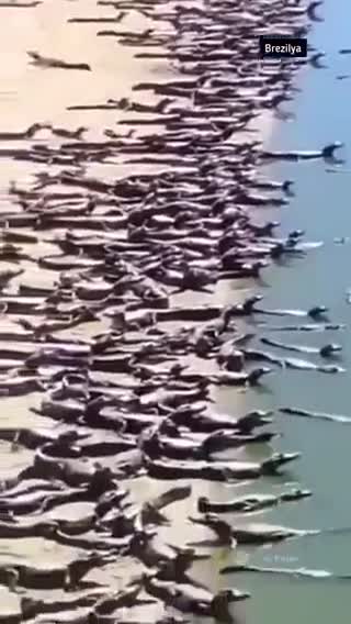In Brazil, an invasion of crocodiles that have flooded one of the beaches