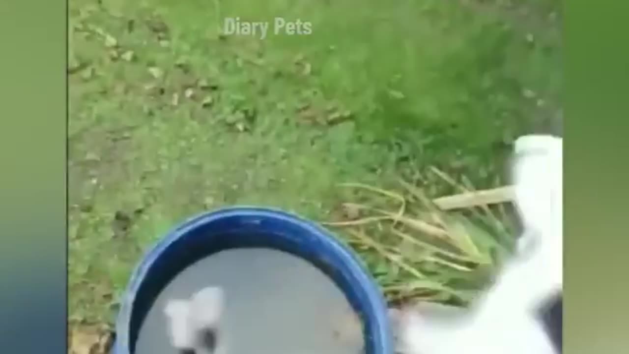 Funny Animal Video 2