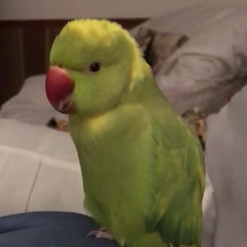 talking-parrot-says-choo-choo-train-with-the-cutest-voice-ever-downstreamer