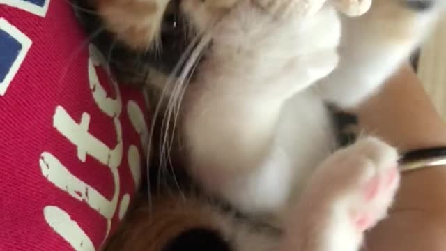 Cuddling and playing time with my kitten