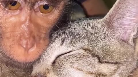Friendship cat and monkey,,love videos*funny animals