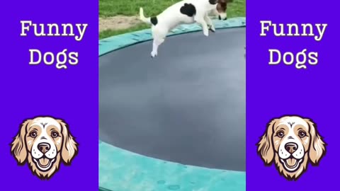 Funniest Dog Videos Collection
