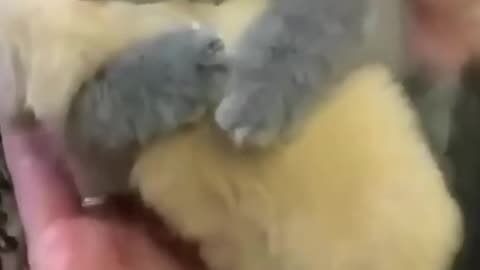 Funny dog ​​moments