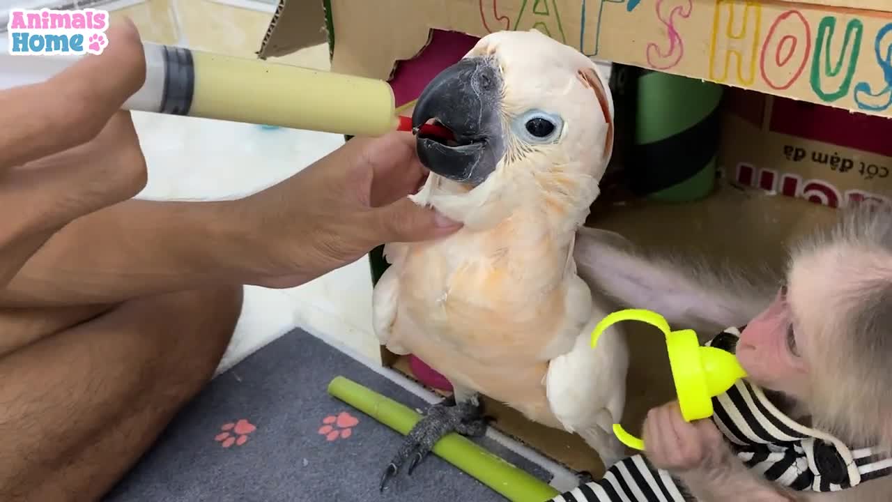 Smart BiBi helps dad feed baby parrotsp5