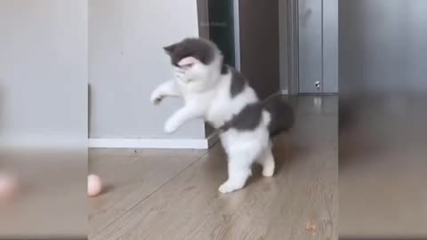 CAT FUNNY