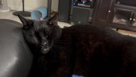 Cute Precious Piper Takes a Little Nap on the Lap - Adopting a Cat from a Shelter Vlog