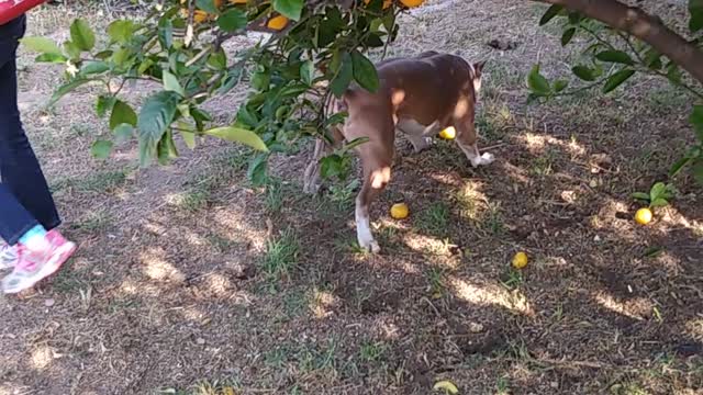 My Pitbull enjoy picking lemons.😀