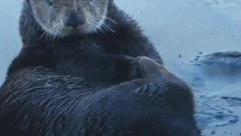 Beautiful black seal