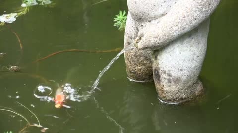 OMG!!! Red fish and More Color fish in canal