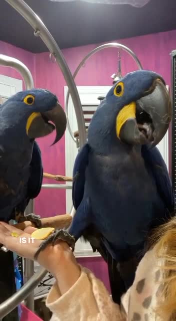 best parrots in janvier 2022