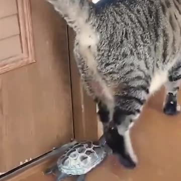 The turtle is still chasing its big brother 😊