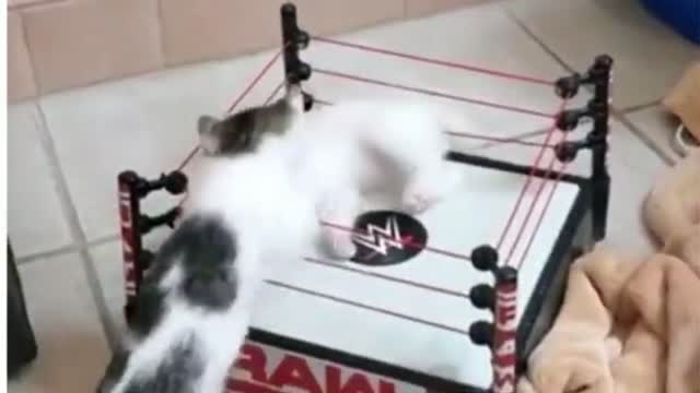 WWE ring cats fighting-2021