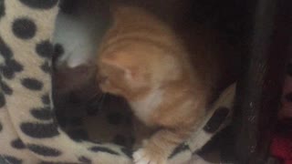 Fringes the kitten playing in the cat igloo with her bro