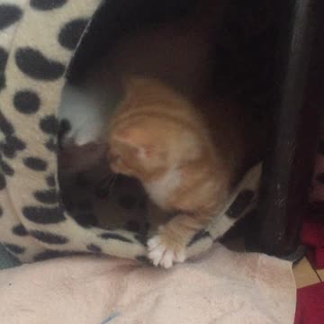 Fringes the kitten playing in the cat igloo with her bro