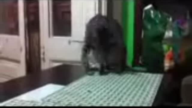 Funny funny cat habit funny funny way//funny cat vs dog