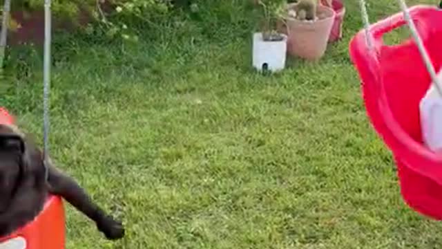 Beefy' and Boy Enjoy the Swing ||