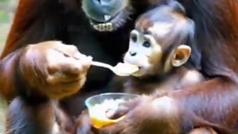 Orangutan Mother Spoon Feeds Her Baby: Just Like Humans! 🐵❤️