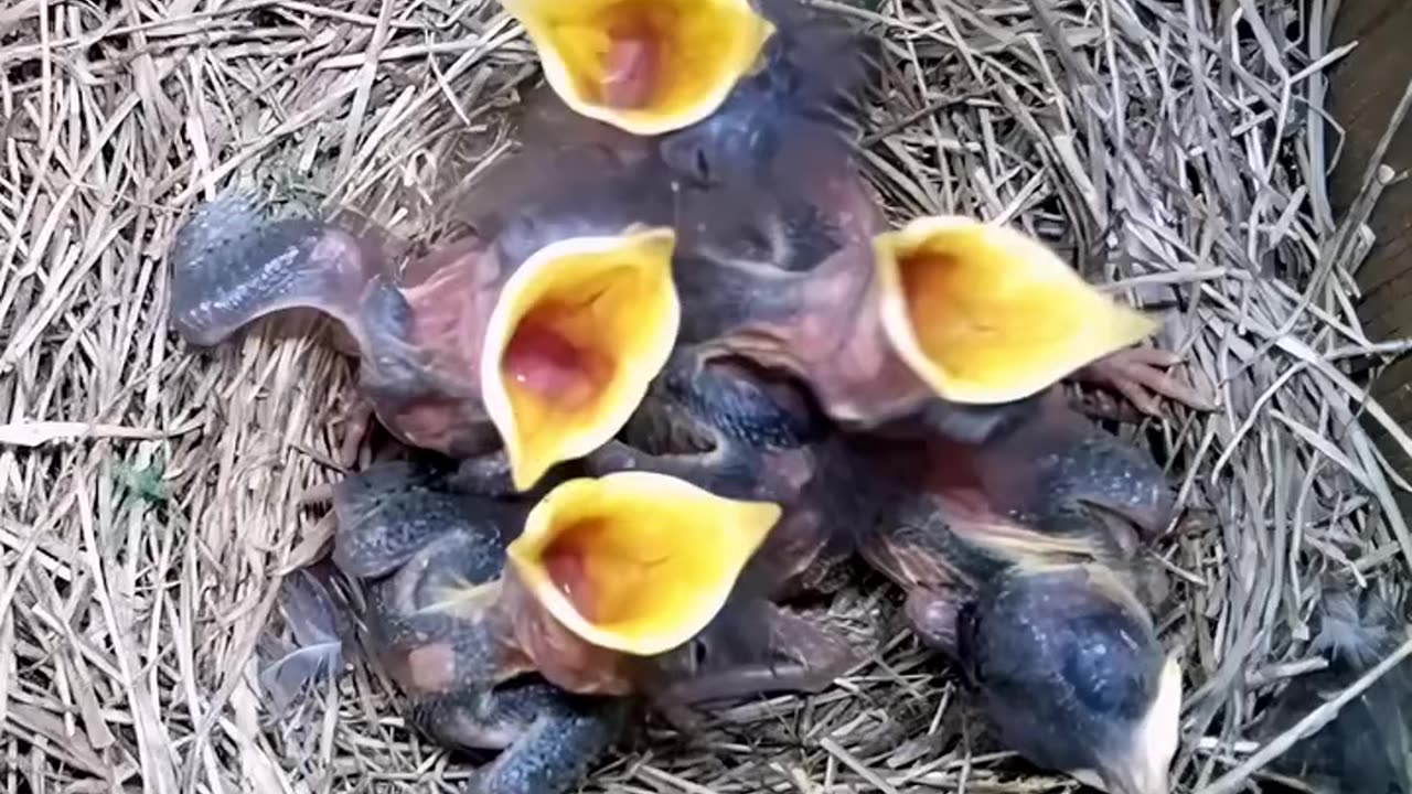 The extraordinary reproduction cycle of an American Bluebird