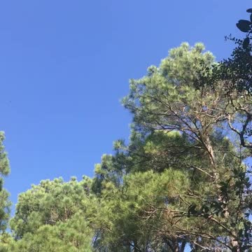 Trees in the Sky