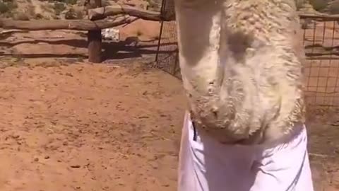 Camel in trouser