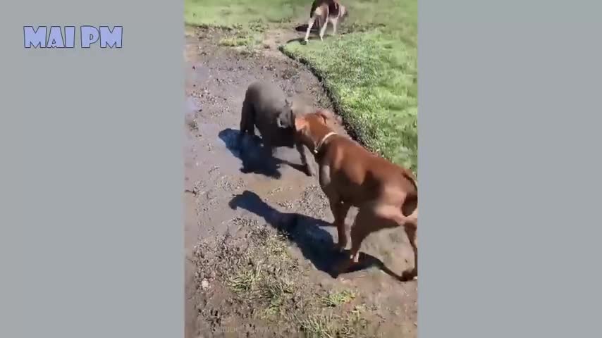 Funny Dog video