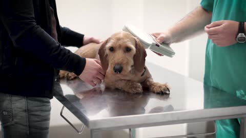 Dog Being Checked By A Veterinarian