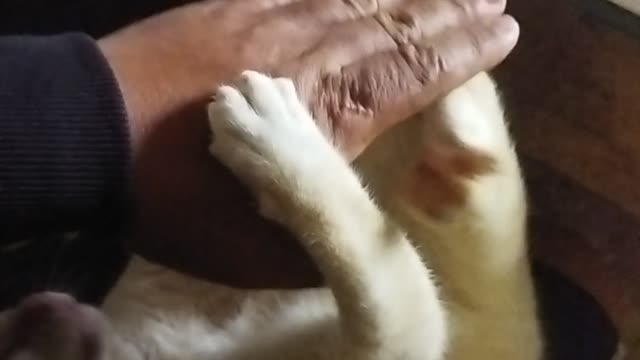 My cat playing and kicking off my hand 😂