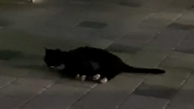 Cute black cat lying around