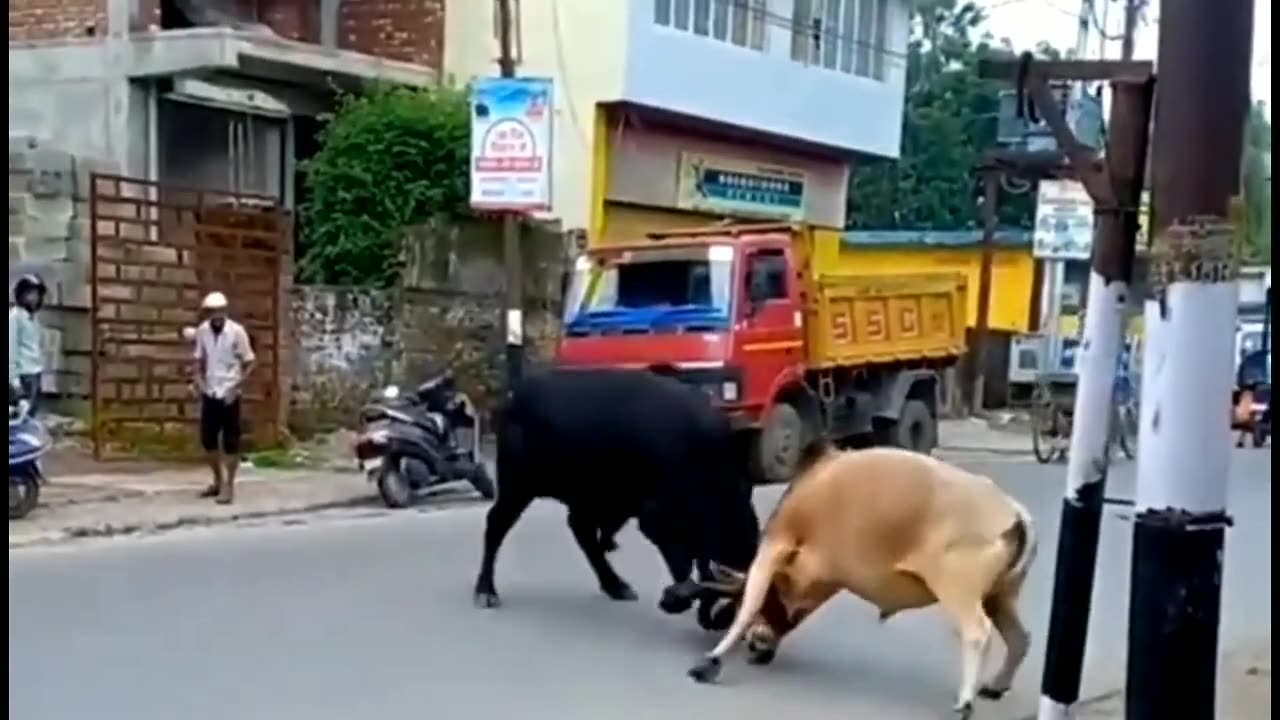Cow with man Dangerous video