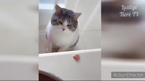 Funny Cats and Dogs very interested