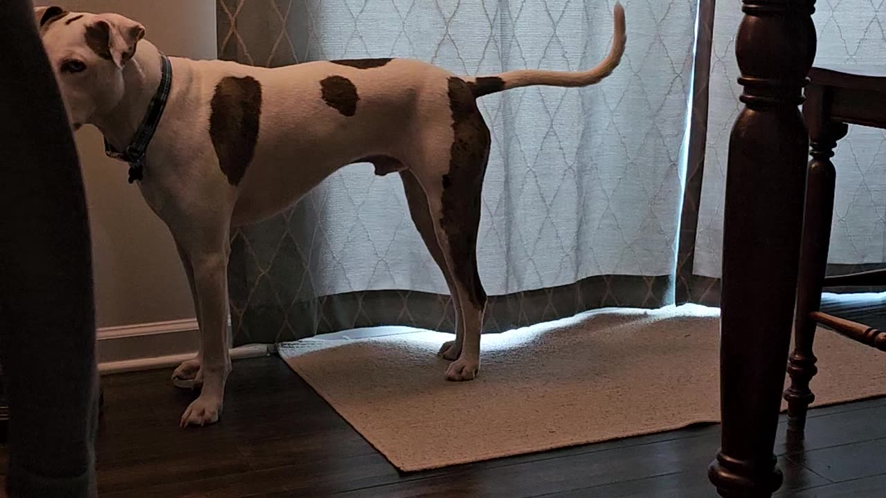 Vinny and the Doorbell