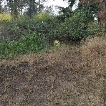 Corn update 7/8/2021