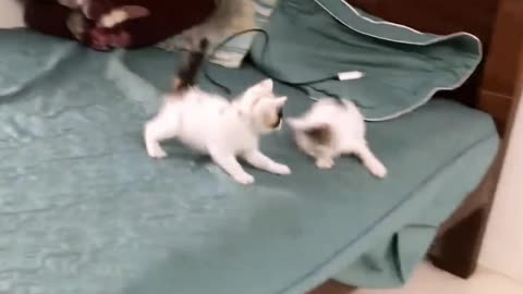 Cat fighting