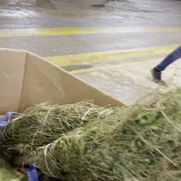 Live Christmas tree in superstore