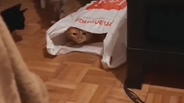 One cat suddenly got scared when it saw another cat in the shopper