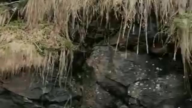 cute cat on an adventure to see a waterfall