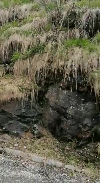 cute cat on an adventure to see a waterfall