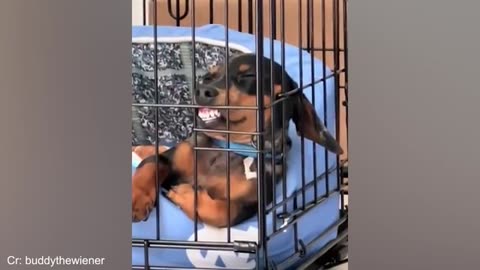 Funny dogs videos 2024🤣🤣new funniest animal video
