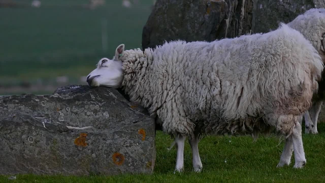 a beautiful sheep scratching itself on the wall