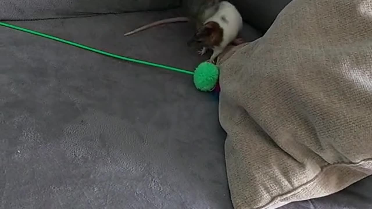 Who is in charge here 🤣