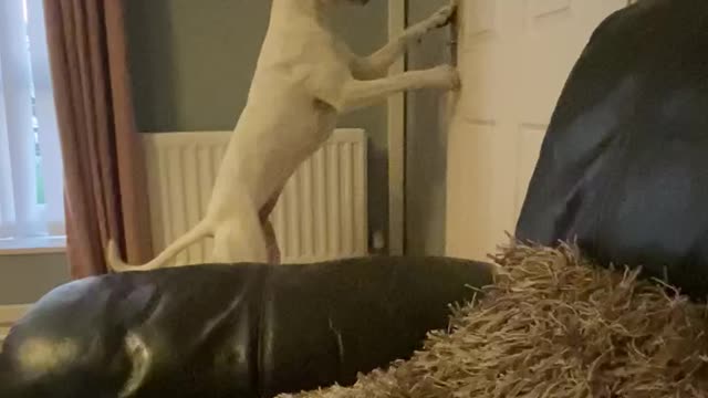 Smart dog opens door